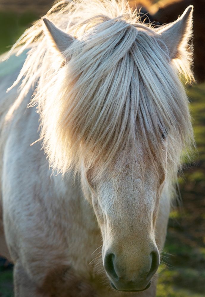 A shaggy horse in southern Iceland art print by Steve Mohlenkamp for $57.95 CAD